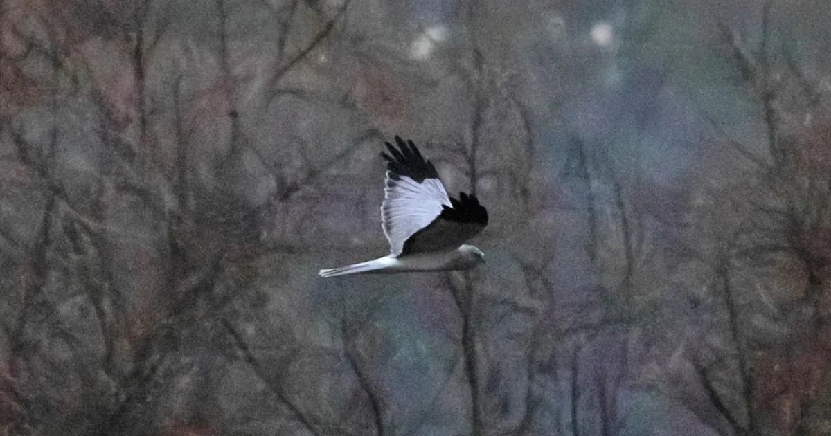 Avvistamento sorprendente di un rapace raro al WWT Arundel Wetland Centre