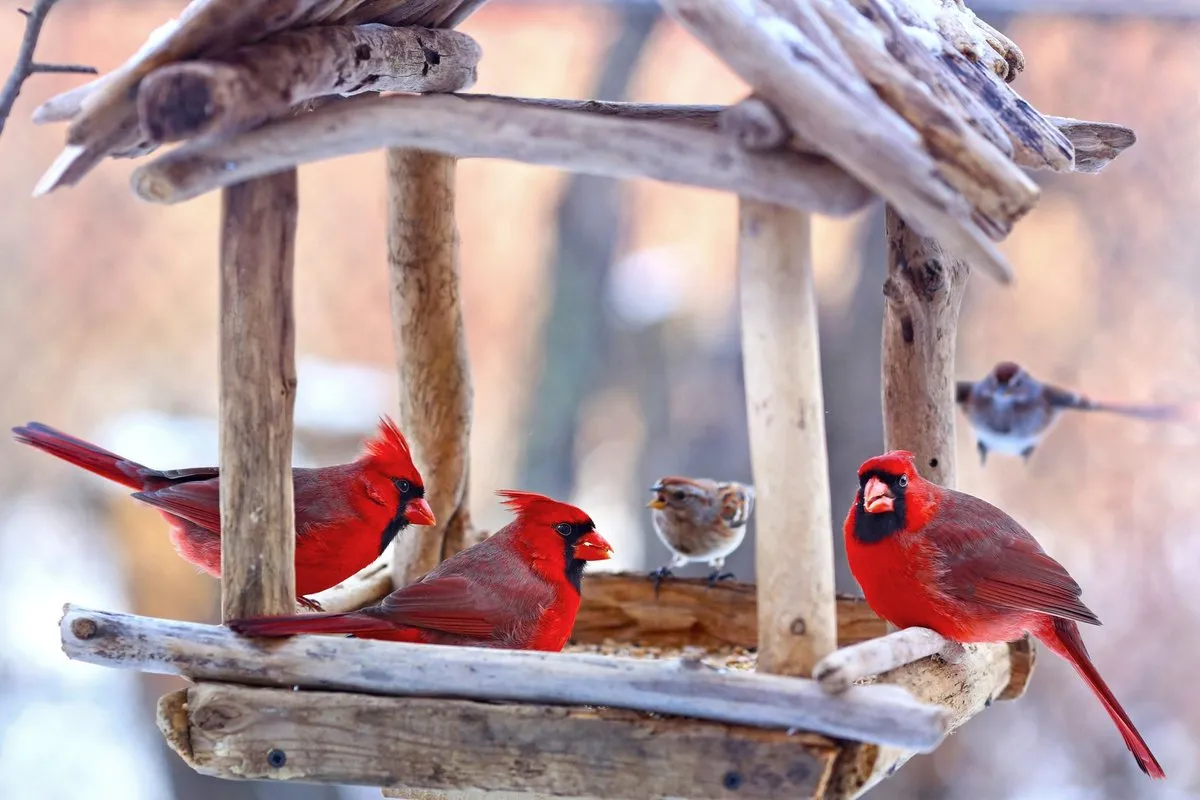 Il pettirosso in inverno: come aiutare i nostri amici piumati